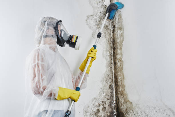 Best Local Mold Removal Service  in Henderson, LA