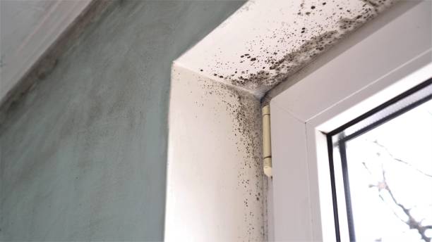 Professional Mold Removal in Henderson, LA