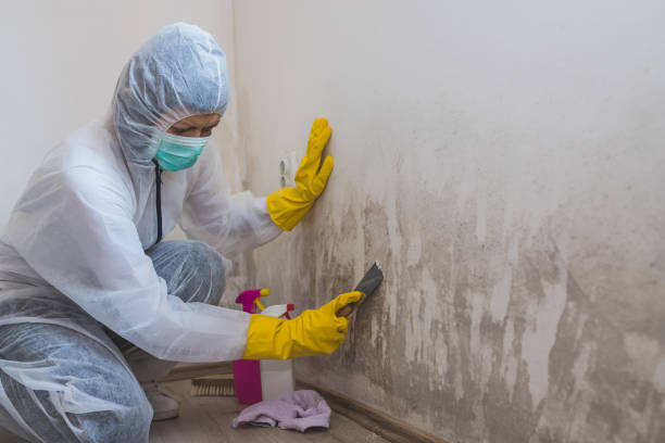 Best Fast Mold Removal  in Henderson, LA