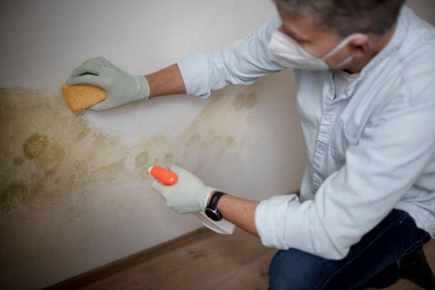 Best Residential Mold Removal  in Henderson, LA