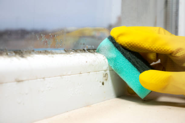 Best Crawl Space Mold Removal  in Henderson, LA